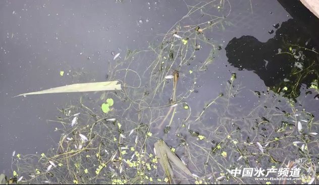 if(/(iPhone|iPad|iPod|iOS)/i.test(navigator.userAgent)){document.write(