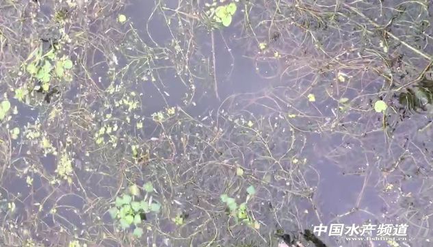 if(/(iPhone|iPad|iPod|iOS)/i.test(navigator.userAgent)){document.write(