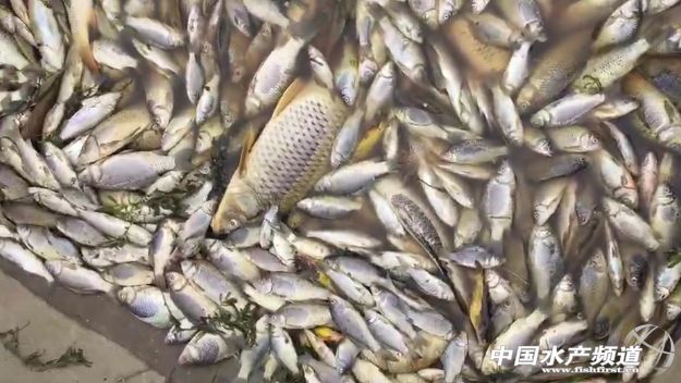 if(/(iPhone|iPad|iPod|iOS)/i.test(navigator.userAgent)){document.write(