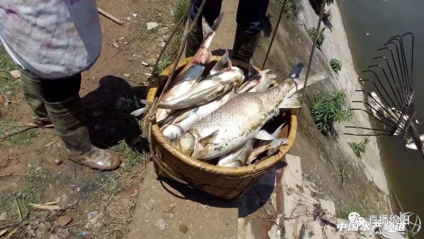 if(/(iPhone|iPad|iPod|iOS)/i.test(navigator.userAgent)){document.write(