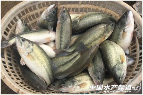 if(/(iPhone|iPad|iPod|iOS)/i.test(navigator.userAgent)){document.write(