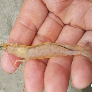 �r���@�F�L����ġ��S���r����������ʲôë����