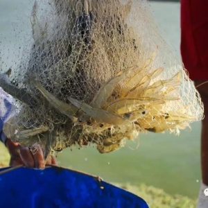 ���˃ɳӡ��ɝ�Ҏ(gu��)�t��60�^���r����80�^