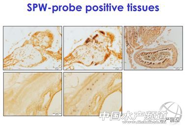 ȫ��֪���r������T.W.Flegel��EHP�ױ��`�\��Ҳ�����£���Ҫ�e�����r��