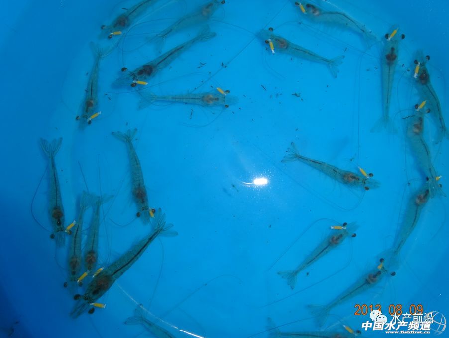 ���߰������������L�ٿ졢�ɻ��ʽ�80%���V�|�����W���^�����������׌��r��Ʒ�N�M�ճ���������B���᣿