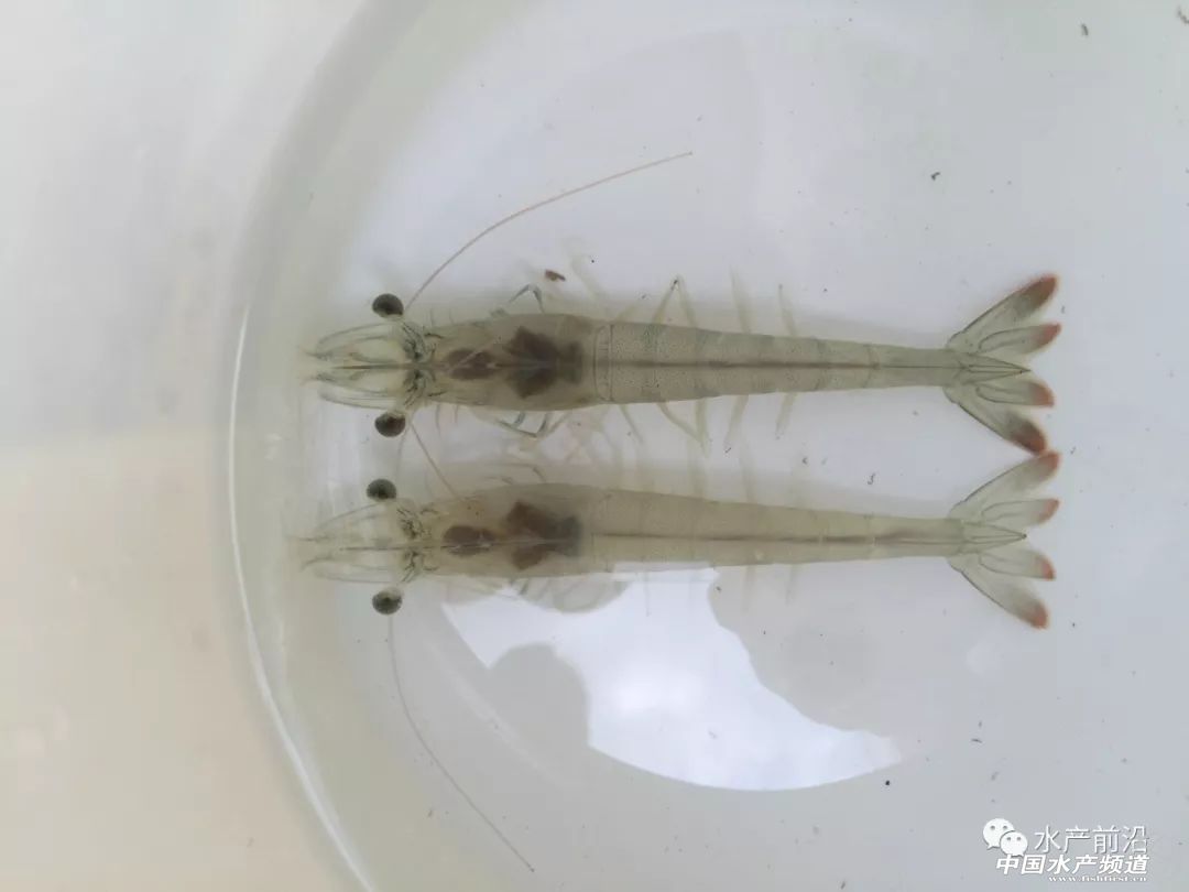 ���߰������������L�ٿ졢�ɻ��ʽ�80%���V�|�����W���^�����������׌��r��Ʒ�N�M�ճ���������B���᣿