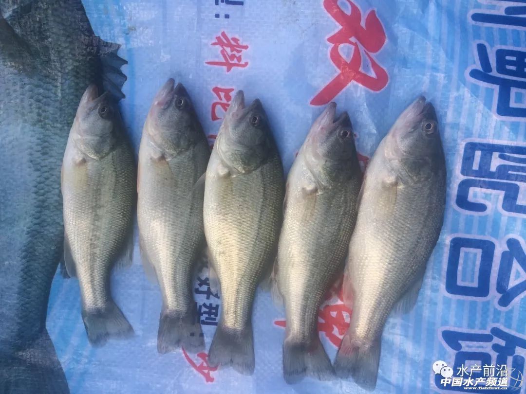 ���19Ԫ�������|�r���¸ߣ��������������~������Ҫ�����@ʮ�c |�ܴ�����ؼs