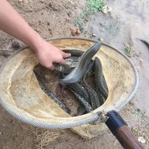 ����ţ�ܽ��B�����~�Bֳ������3-4�ɣ�