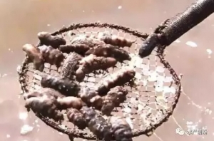 ʷ�oǰ���ߜشݚ������Bֳ�I���҂�ֻ�����Դ�����