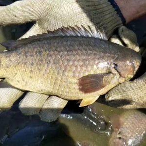 ���������C(j��)�����a(ch��n)2000�����(r��n)�ʳ�100%��������˰�ɳ�~(y��)�����߀����������ҕ�l��