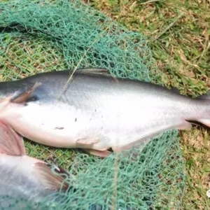 ��ɳ�~�������������a�p���^�f�������1Ԫ/��ܶ��˄����ģ��������Ϣ��