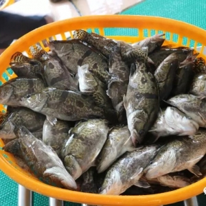 2018��10��1���Z�~���^�r���麆��--�V�|�Z�~��1Ԫ/����