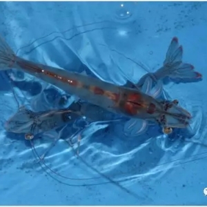 �Pע�����߿������������H�H3�죬߀������ȫ�µĺ���ģʽ