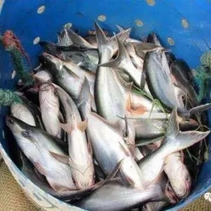 ǰ��ҕ�� | 2019���B(y��ng)ʲôƷ�N��ٍ�X��