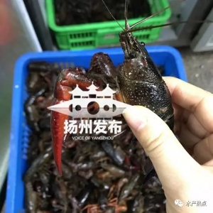 ���r���[����С���r�_��ƽ��һֻ6�K�X