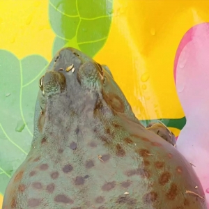 �q4Ԫ/��ڰ��ܯ��q��21Ԫ/�