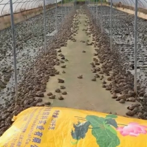 ���ˌ�ţ���u��7.6Ԫ/���һ���w���y�q����Σ�