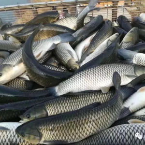 ��ˮ�~�����q�����K����~�ѝq��7.8Ԫ/��