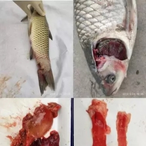 ���~�~����Ԫ���i���������΄���Ȼ������