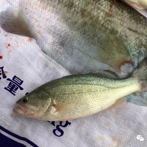 һ�����j��4Ԫ/������漱| �ܴ�����ؼs