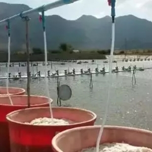 �˽⡰̼���ȡ����{(di��o)��ˮ���P(gu��n)�I