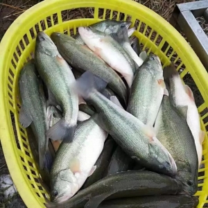 ���ַ�����7��1��ȫ�����ؼ����|����r