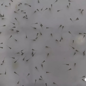 �����|�_��������ɔ�(sh��)��(chu��ng)�µͣ��B(y��ng)ֳ�T������