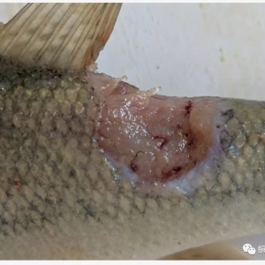 ����yʮ���L(zh��ng)�S���ڣ��|�~������2��/��