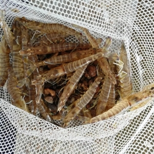 ܇�r���S���Bֳ��Ҫ��