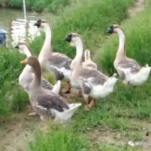 ���K�B(y��ng)����͵��ǧ����Z�~���~��Ҫ�@�ӷ�͵