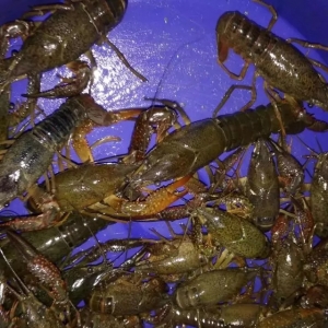 ��ˮ����ˮ��΢��ˮ���S��ˮ�������a3000����B�r������ϲ�gʲôˮ��