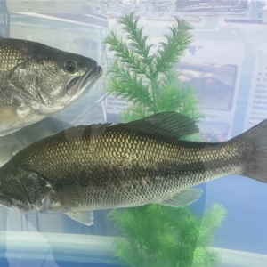 �����һ��(g��)������2019��ļ����|�a(ch��n)�I(y��)�����(hu��)�뵽�Ă�(g��)�֣�