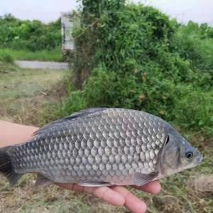 2020�꣬�B�Ă�Ʒ�N��ٍ�X��