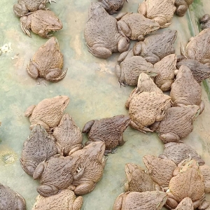 �r�I�r�岿���M�����_��Ұ��䛣�