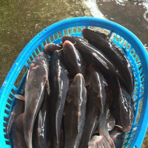 2020��3��9�ս��F(tu��n)һ�����^�r(ji��)�����鲥��(b��o)