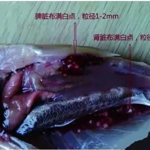 2020��3��17�մ��S�~һ�����^�r�����鲥��