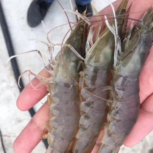 ȱ�r���r�м��X���ӆΓ��r����ߝq6Ԫ���r�rֱ���j��