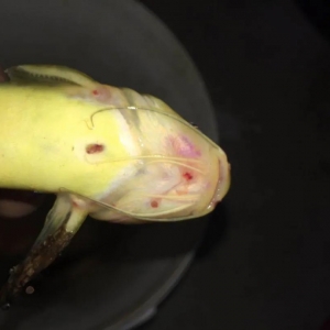 �l�����S��~���l��������Ļ�������