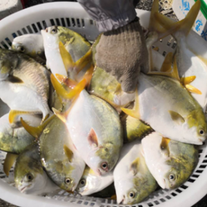 �B�a�����綼���ɹ������y����KͶ��ᣬ�����~����1Ԫ/��@�����������᣿