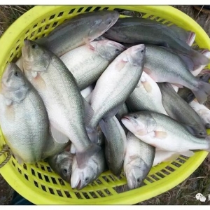 �q�q�q���V�|�����|�q��20Ԫ/�