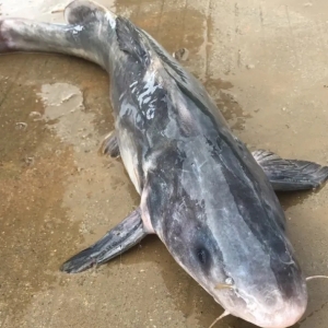 С���ϝq��2020��8��3�ո��ؽ��F(tu��n)���^����(b��o)�r(ji��)