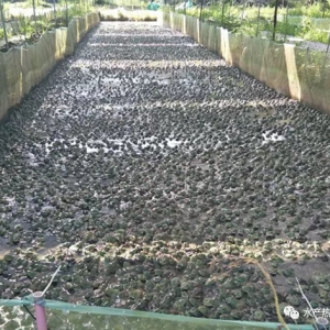 ������䣬ţ�܃��܃�(n��i)��7Ԫ/��