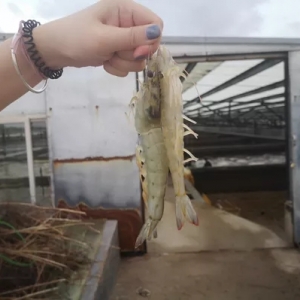 �ɹ��ʳ�80%����Ҏģ�B�r�����a�ȸ߮a����Ҫ