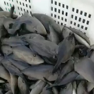 �ϱ����B(y��ng)���G��?c��i)R������M(m��n)���޴��������g