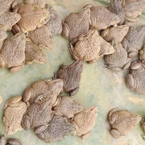 ̩�ܽ�����ڰ��ܸߝq2Ԫ/�ţ�܃r���^�m����