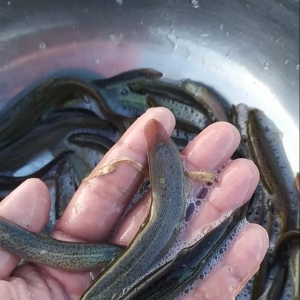 ȫ����q��80�^���q��߅�r9Ԫ/�������q��2Ԫ/��