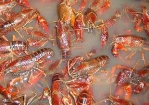 ���r�����������u��90%�Bֳ�����������r4������