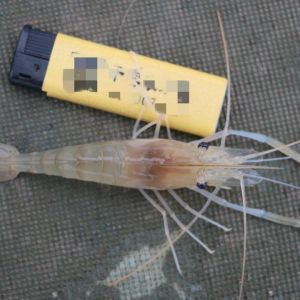 ģʽ��������׌�_�����r�Bֳ�ػظ߃r�r��