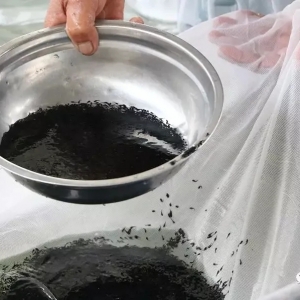 ���~һ���y���B(y��ng)ֳ����Ҫ�����۾�������