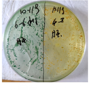 ���KС����r���c�c�y�c���}��������ƪ��